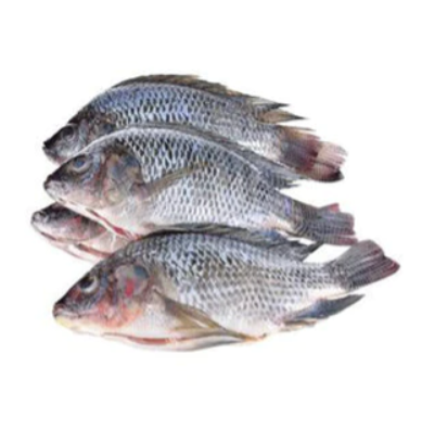 TILAPIA FISH | PACK OF 5