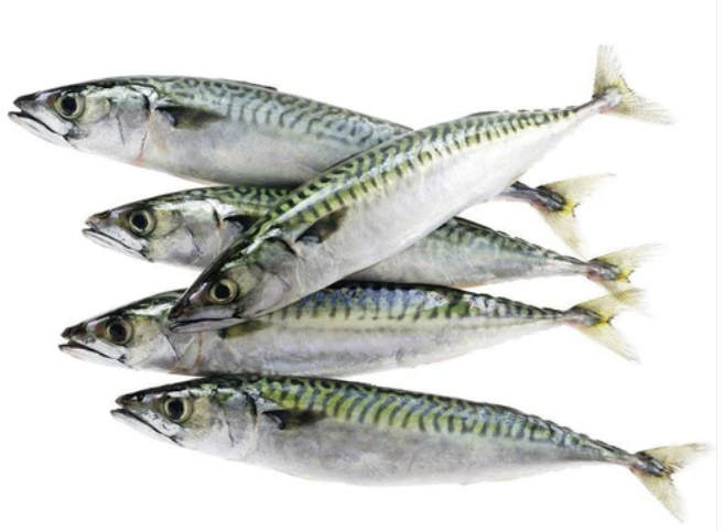 Mackerel Fish Titus 20LB BOX
