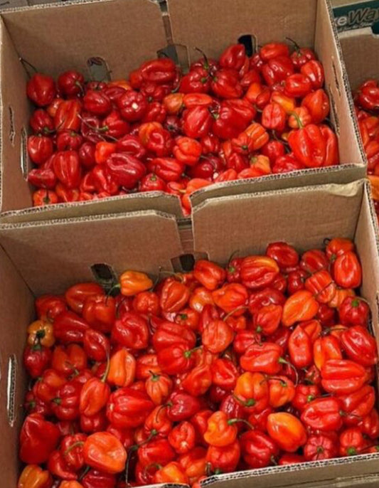 Habanero Peppers