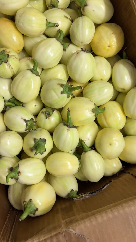 Fresh Eggplant